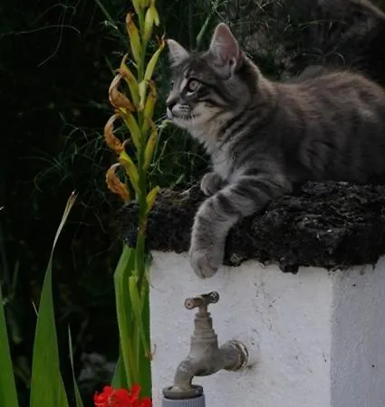 Quinta Dos Afectos Villa