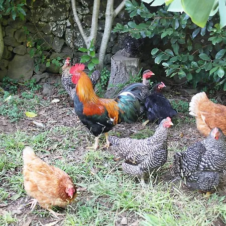 Quinta Dos Afectos