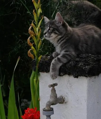 Quinta Dos Afectos Βίλα